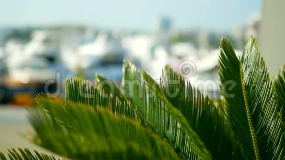 棕榈叶在模糊的背景上有白色游艇桅杆和海上船只的海港视频的预览图