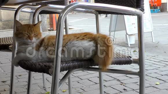 城市猫在街上的椅子上视频的预览图