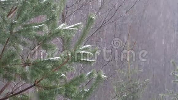 在树木的背景下下雪视频的预览图