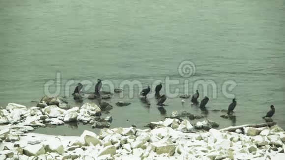 多瑙河上的鸟视频的预览图