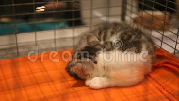 在铁笼子里睡觉的可怜的小猫无家可归的宠物的猫收容所视频的预览图