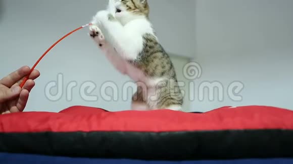 可爱的小猫在宠物节目中积极玩玩具爱动物视频的预览图