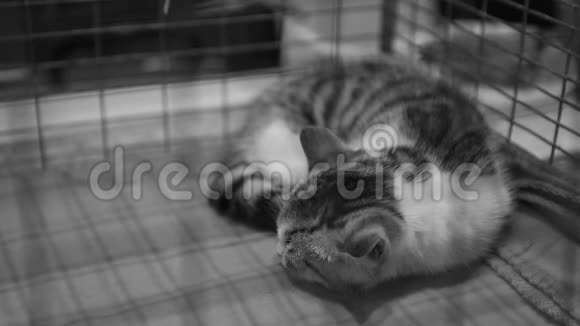 可怜的无家可归的猫睡在铁栏里宠物收容所被遗弃的动物视频的预览图
