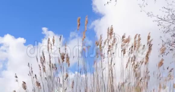 芦苇草木随风飘动蓝天白云视频的预览图