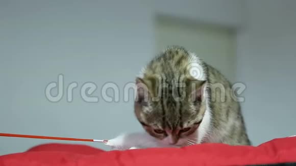 可爱的猫视频纯种小猫在动物展览会上玩宠物玩具视频的预览图