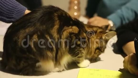 在兽医诊所坐在桌子上的长发猫医生写诊断视频的预览图