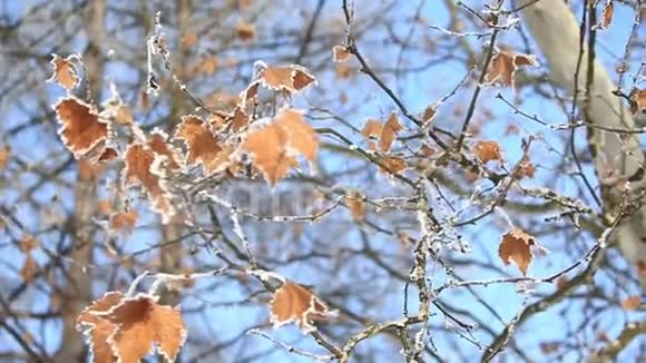 美丽的雪下有橙色的叶子初雪浅蓝色背景视频的预览图
