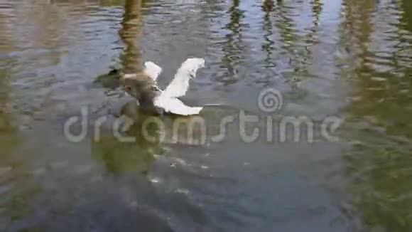 达尔马提亚在城市动物园游泳视频的预览图