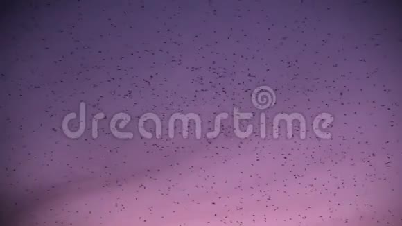 在夕阳下的夏日天空中蚊子在大自然中嗡嗡作响视频的预览图