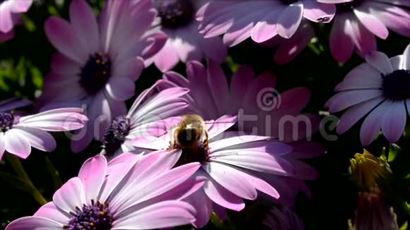 粉红色雏菊上的蜜蜂视频的预览图