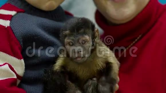 小猴子在手上视频的预览图