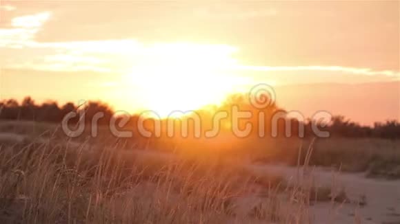 田野里美丽的夏日夕阳五彩缤纷的夕阳在田野里风在夕阳下搅动着草地视频的预览图