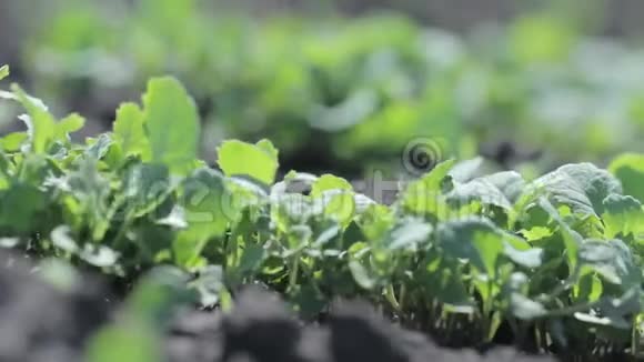 萝卜的芽蔬菜农场视频的预览图