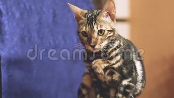 孟加拉家庭血统猫的视频坐在椅子上看公寓视频的预览图
