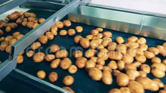 清理过的土豆在一家食品厂排队视频的预览图