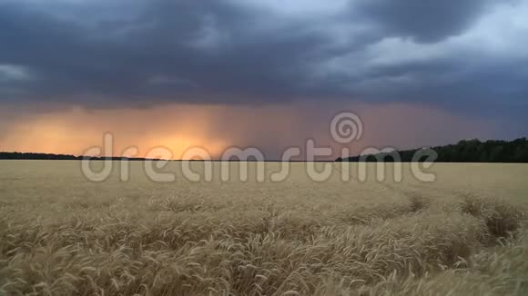 乌云和闪电在夕阳的天空中飞过一片麦田傍晚景观视频的预览图