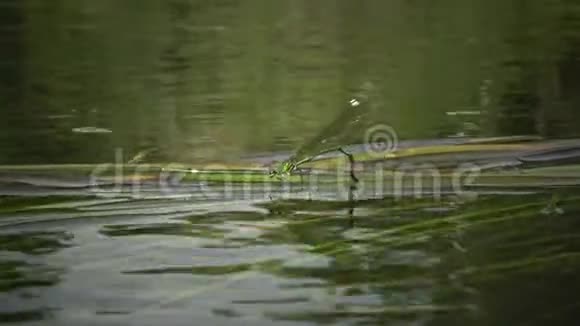 蜻蜓在南河水生植物上产卵视频的预览图