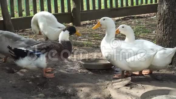 家鸭在村里的花园里喝着锅里的水以躲避夏天的炎热视频的预览图