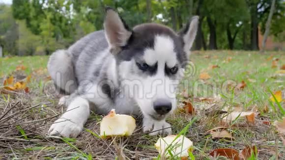 一只眼睛漂亮的狗哈士奇在秋天公园的草地上吃一个苹果黄叶在户外视频的预览图