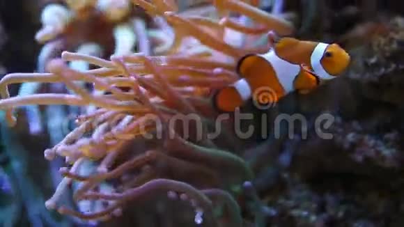 海葵中的小丑鱼视频的预览图
