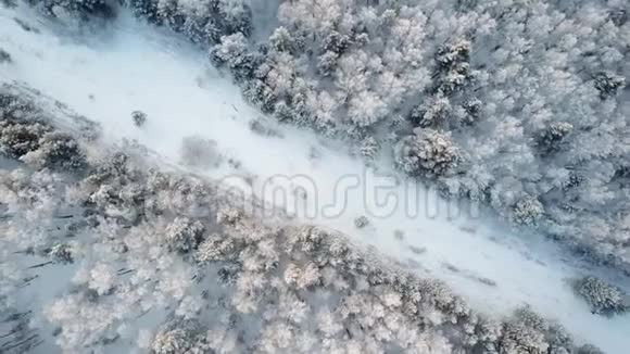 飞越冬林树木晴天顶景4k空中飞行在雪地上覆盖着野生树林视频的预览图