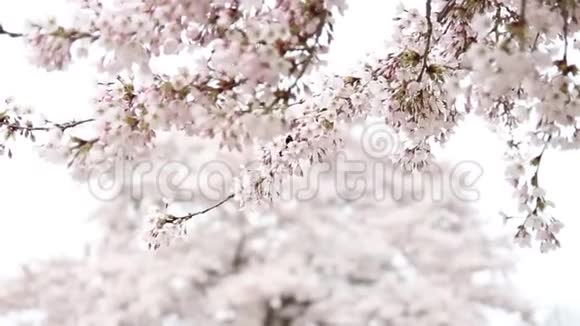 录像樱花树上的马可细节视频的预览图