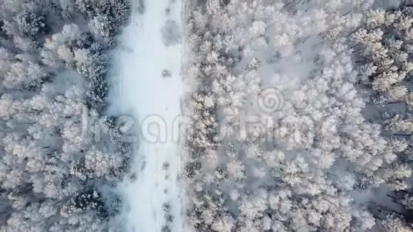 飞越冬林树木晴天顶景4k空中飞行在雪地上覆盖着野生树林视频的预览图