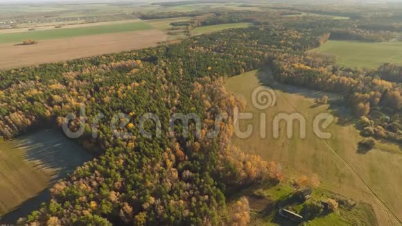 秋天的森林和田野鸟瞰和阳光明媚的天气秋天的金色森林五彩颜料俄罗斯视频的预览图