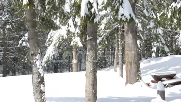 爬满白雪的松树视频的预览图