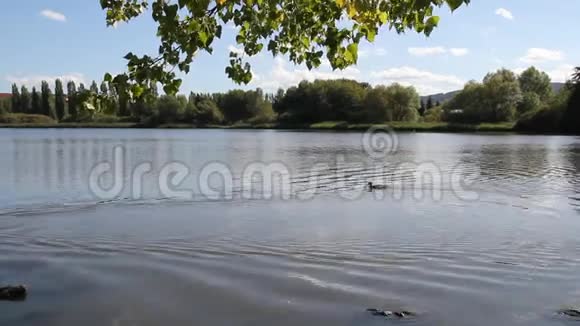 视频平静的湖面许多鸭子和天鹅穿越视频的预览图