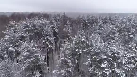 神奇的无人机镜头森林中的冬季景观视频的预览图
