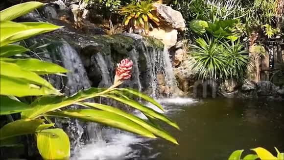 的概念自然是人类亲手创造的小瀑布被小树和灌木丛包围被建成了一个小瀑布视频的预览图
