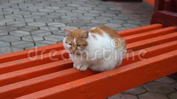 红猫坐在长凳上特写视频的预览图