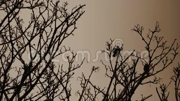雨天两只鸽子在树枝上有选择性地聚焦于地上树枝的运动鸽子的轮廓视频的预览图