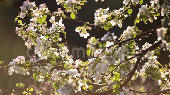 盛开的苹果树树枝视频的预览图