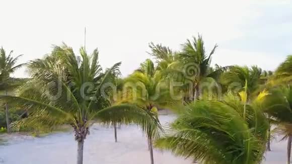 空中无人机射击镜头缓缓地飞到椰子掌心上方加勒比海沿岸美丽的日落视频的预览图