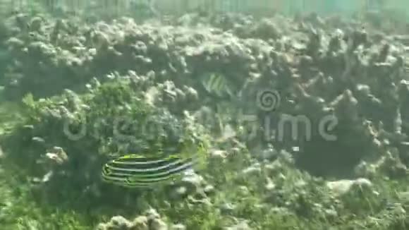 浅礁浮石绿色慢动作4k视频的预览图
