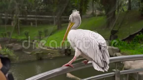 在热带鸟类公园里一只鸟坐在栏杆上视频的预览图