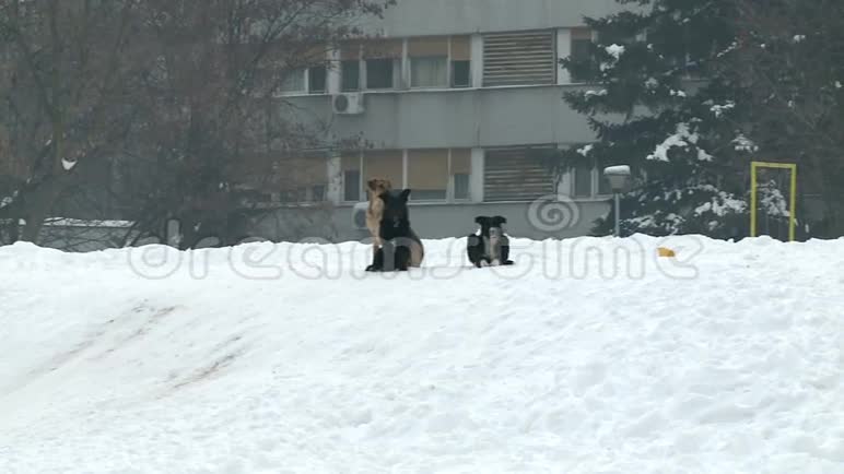 冬天城市里的狗视频的预览图