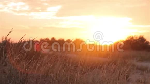 田野里美丽的夏日夕阳五彩缤纷的夕阳在田野里风在夕阳下搅动着草地视频的预览图