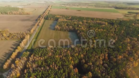 秋天的森林和田野鸟瞰和阳光明媚的天气秋天的金色森林五彩颜料俄罗斯视频的预览图
