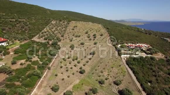 飞越橄榄绿的花园和绿色的山丘希腊视频的预览图