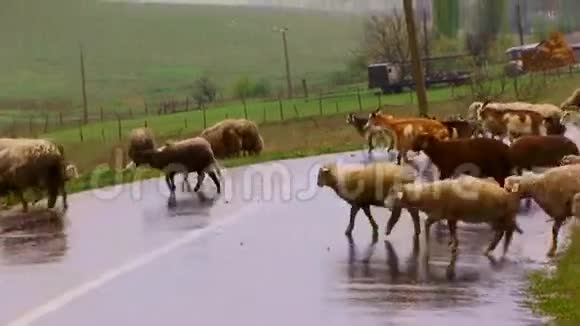 羊群穿过马路视频的预览图