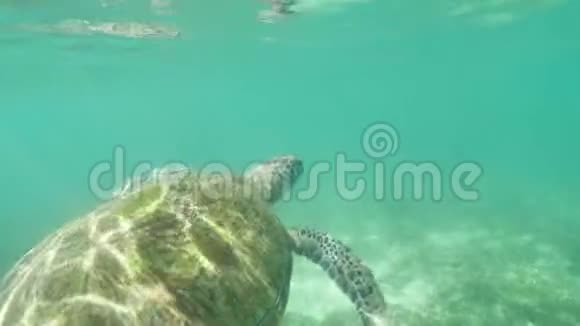 海龟跟随水下慢速运动4k视频的预览图