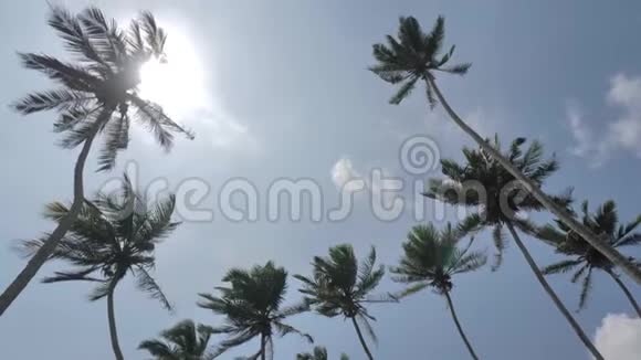 在棕榈热带斯里兰卡之下视频的预览图
