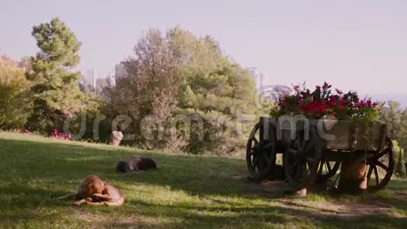 夏天阳光明媚狗躺在草地上视频的预览图