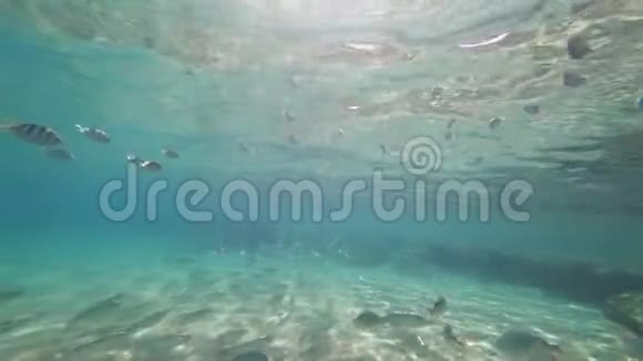 水下射击大量不同的鱼漂浮在海底太阳的光芒落入视频的预览图