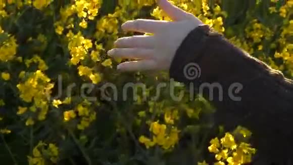 女子手抚油菜油菜田作物慢动作4K视频的预览图