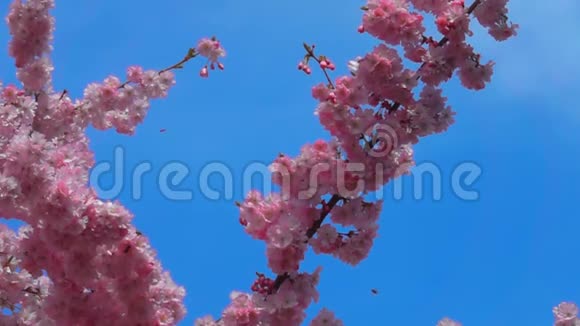 蜜蜂飞来采集樱桃树上的花粉视频的预览图
