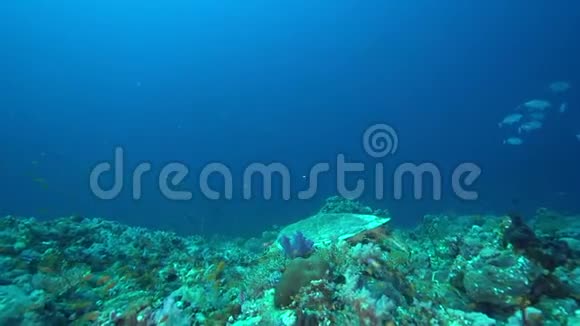 苏丹红海珊瑚中的绿龟CheloniaMydas视频的预览图